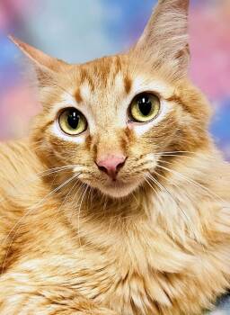 Ginger - Rancho Cucamonga PetSmart -  Domestic Medium Hair Cat for Adoption in Yorba Linda, California - Ginger - Rancho Cucamonga PetSmart | PetCurious