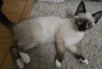Link (Licorice) -  Siamese Cat for Adoption in Davis, California - Link (Licorice) | PetCurious