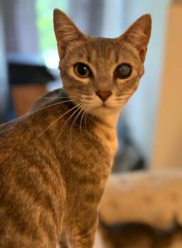 Avonlea -  Domestic Short Hair Cat for Adoption in Augusta, Georgia - Avonlea | PetCurious