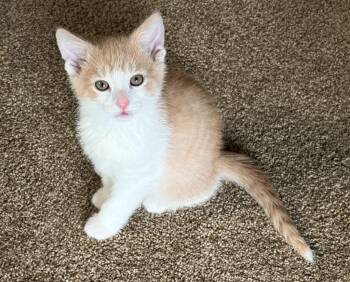 Croissant -  Domestic Short Hair Cat for Adoption in South Bend, Indiana - Croissant | PetCurious