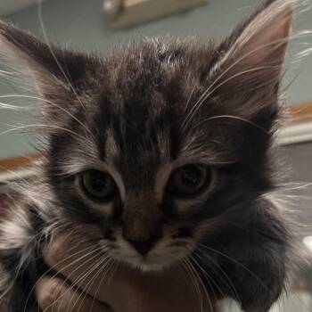 Davis -  Domestic Medium Hair Cat for Adoption in Lenexa, Kansas - Davis | PetCurious