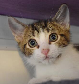 Hubba Bubba -  Domestic Short Hair Cat for Adoption in Bulverde, Texas - Hubba Bubba | PetCurious