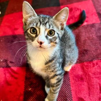 Echo-key 28568 -  Domestic Short Hair Cat for Adoption in Middleburg, Florida - Echo-key 28568 | PetCurious