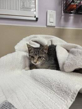 Double Stack -  Domestic Short Hair Cat for Adoption in Vancouver, Washington - Double Stack | PetCurious