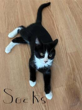 Socks -  Domestic Short Hair Cat for Adoption in Ogden, Utah - Socks | PetCurious