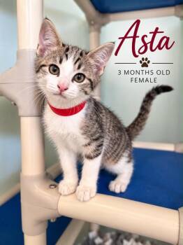 Asta -  Domestic Short Hair Cat for Adoption in Kingsland, Georgia - Asta | PetCurious