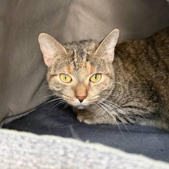 Oni -  Domestic Short Hair Cat for Adoption in State College, Pennsylvania - Oni | PetCurious