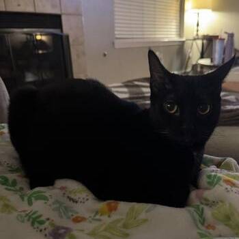 Domestic Short Hair Cats Available for Adoption in Liverpool, Texas - Lucas | PetCurious