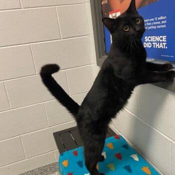 Kingfisher -  Domestic Short Hair Cat for Adoption in Dayton, Ohio - Kingfisher | PetCurious