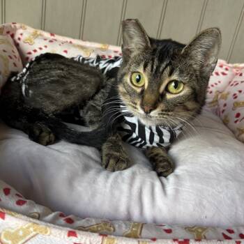 Rescue Domestic Short Hair Cats for Adoption in Slippery Rock, Pennsylvania - Haven | PetCurious