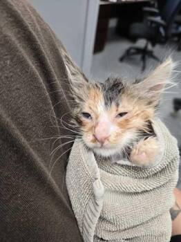Mercedes -  Domestic Short Hair Cat for Adoption in Sevierville, Tennessee - Mercedes | PetCurious