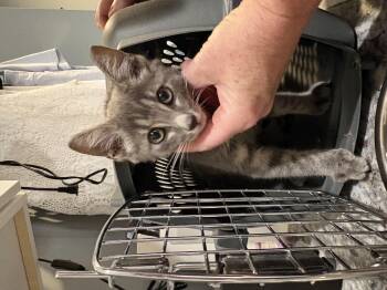 Ezekiel -  Domestic Short Hair Cat for Adoption in Davidson, North Carolina - Ezekiel | PetCurious
