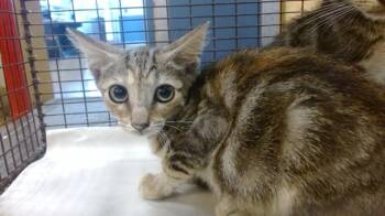 MIKKI -  Domestic Short Hair Cat for Adoption in Doral, Florida - MIKKI | PetCurious