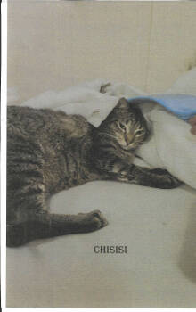 Rescue Domestic Short Hair Cats for Adoption in Jackson, Mississippi - Chisisi | PetCurious