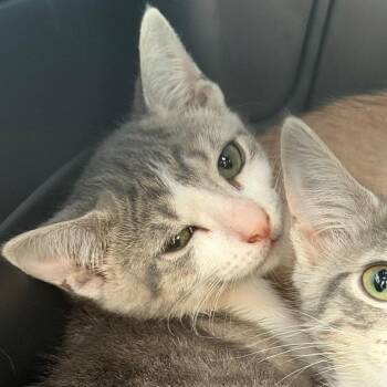 Tink -  Domestic Short Hair Cat for Adoption in Gainesville, Florida - Tink | PetCurious