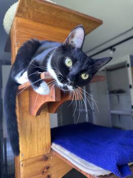 Genevieve -  Domestic Short Hair Cat Available for Adoption in Littleton, New Hampshire - Genevieve | PetCurious