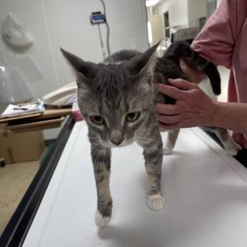 Chevy -  Domestic Short Hair Cat Available for Adoption in Canton, Illinois - Chevy | PetCurious