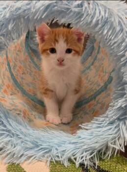 Archie -  Domestic Short Hair Cat for Adoption in Oradell, New Jersey - Archie | PetCurious