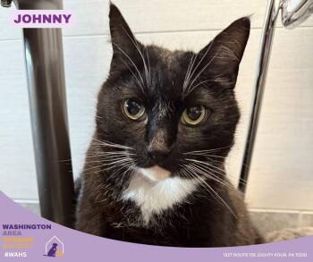 Domestic Short Hair Cats Available for Adoption in Eighty Four, Pennsylvania - Johnny | PetCurious
