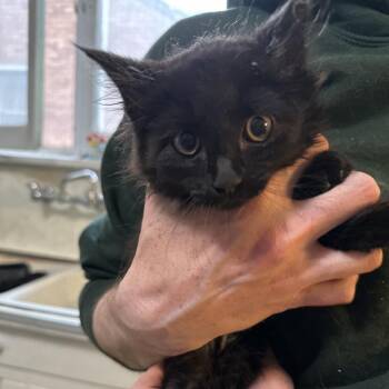 Genoa -  Domestic Long Hair Cat for Adoption in Grantsville, Utah - Genoa | PetCurious
