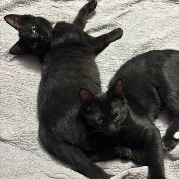 Rescue Domestic Short Hair Cats for Adoption in Littlestown, Pennsylvania - Tubs (Foster Kitten) | PetCurious