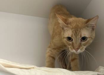 Rescue Domestic Short Hair Cats for Adoption in West Chester, Pennsylvania - Scrappy Fka C20 | PetCurious