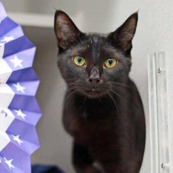 Thyme -  Domestic Short Hair Cat for Adoption in Atlanta, Georgia - Thyme | PetCurious