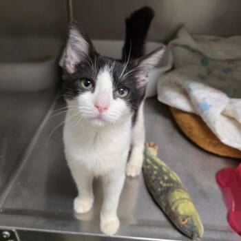 Prince Charming -  Domestic Short Hair Cat for Adoption in Spokane, Washington - Prince Charming | PetCurious