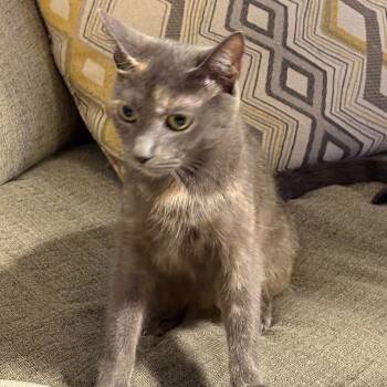 Rescue Dilute Calico and Domestic Short Hair Cats for Adoption in Knoxville, Tennessee - Meeka | PetCurious