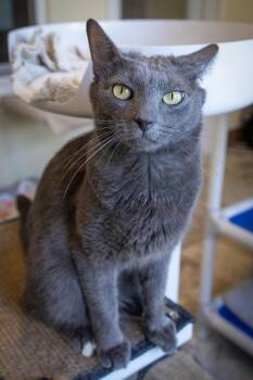 Domestic Short Hair Cats Available for Adoption in Greenville, Delaware - Earl Grey (FCID# 03/16/2026-506) | PetCurious