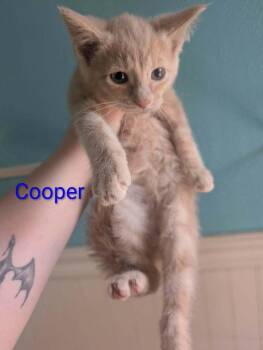 Domestic Short Hair Cats Available for Adoption - Cooper | PetCurious