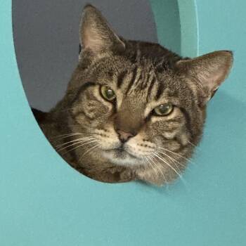 Tabby Cats Available for Adoption - Leon  | PetCurious