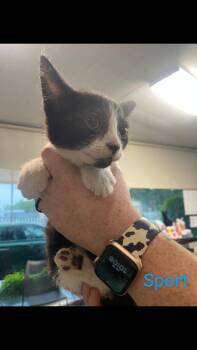 Rescue Domestic Short Hair Cats for Adoption in Hopkinsville, Kentucky - Sport | PetCurious