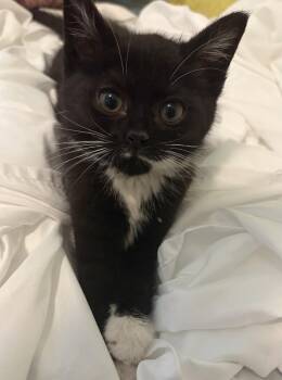 Shelly -  Domestic Short Hair Cat for Adoption in Campbellsville, Kentucky - Shelly | PetCurious