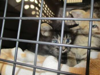 LEON -  Domestic Short Hair Cat for Adoption in Ocala, Florida - LEON | PetCurious