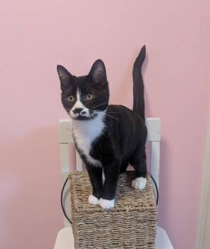 Chapfish -  Domestic Short Hair Cat for Adoption in Burnaby, British Columbia - Chapfish | PetCurious