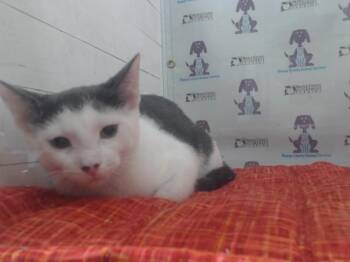 COMET -  Domestic Short Hair Cat for Adoption in Orlando, Florida - COMET | PetCurious