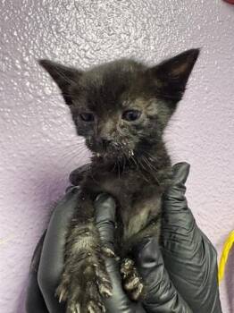 Domestic Short Hair Cats Available for Adoption in El Paso, Texas - 60869332 | PetCurious