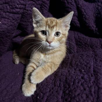 Sirocco Slaw -  Domestic Short Hair Cat for Adoption in Bentonville, Arkansas - Sirocco Slaw | PetCurious
