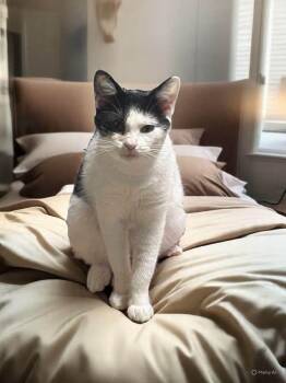 Rescue Domestic Short Hair Cats for Adoption in Stevensville, Maryland - Daffy | PetCurious