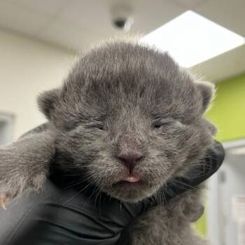 Domestic Short Hair Cats Available for Adoption in Las Cruces, New Mexico - Chunky Monkey | PetCurious