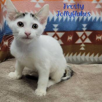 Rescue Domestic Short Hair Cats for Adoption in Parkersburg, West Virginia - Frosty Jollyflakes | PetCurious