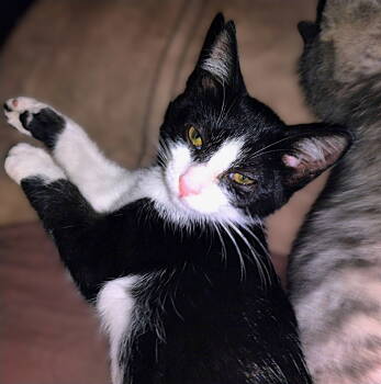 Rescue Tuxedo and Domestic Short Hair Cats for Adoption in Fort Myers, Florida - Stitch | PetCurious