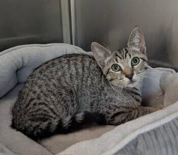 Sam -  Tabby Cat for Adoption in Los Angeles, California - Sam | PetCurious
