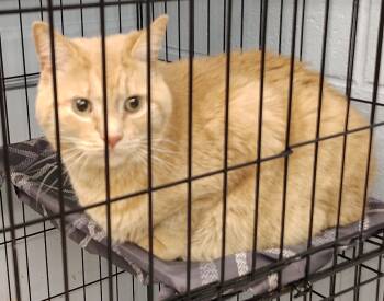Rescue Domestic Short Hair Cats for Adoption in Saint Clairsville, Ohio - Miska | PetCurious