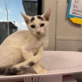 Scabbers -  Domestic Short Hair Cat for Adoption in Columbiana, Alabama - Scabbers | PetCurious