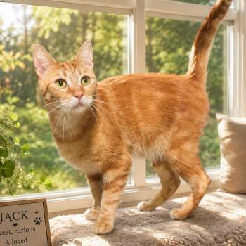 Jack -  Domestic Short Hair Cat Available for Adoption in Boston, Massachusetts - Jack | PetCurious