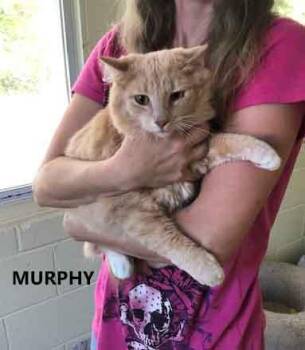 Murphy -  Domestic Long Hair Cat for Adoption in Washington, Georgia - Murphy | PetCurious