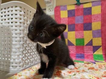 NOIR -  Domestic Short Hair Cat for Adoption in Riverside, California - NOIR | PetCurious