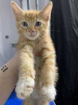 Rescue Domestic Short Hair Cats for Adoption in Chester, South Carolina - JASON VOORHEES | PetCurious